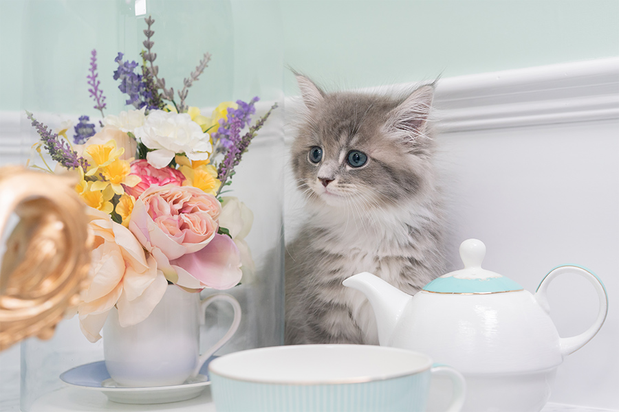 フォトイメージ