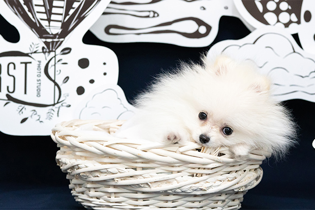 フォトイメージ