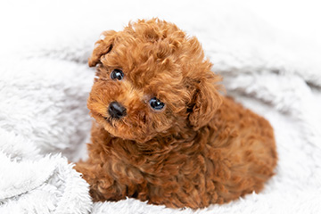 baby-フォトギャラリー