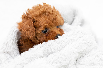 baby-フォトギャラリー