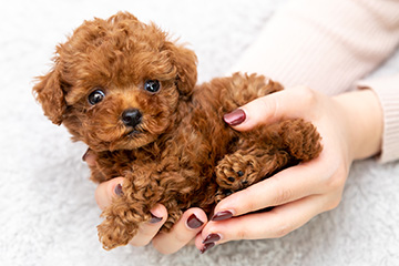 baby-フォトギャラリー