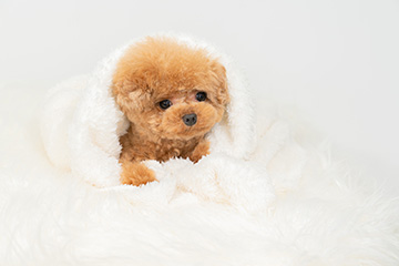 baby-フォトギャラリー