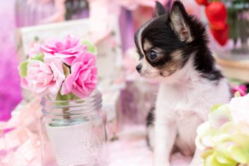 baby-フォトギャラリー