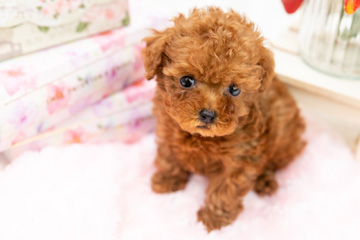 baby-フォトギャラリー