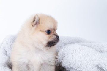 baby-フォトギャラリー