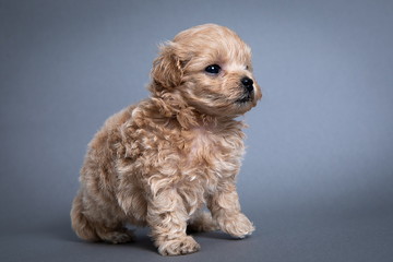 baby-フォトギャラリー