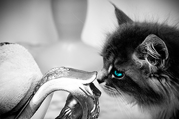 stylish-フォトギャラリー