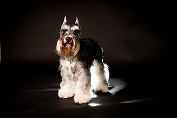 stylish-フォトギャラリー