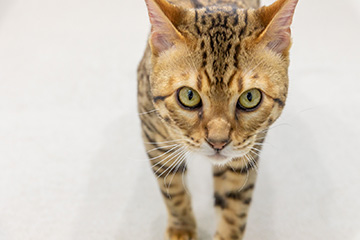 stylish-フォトギャラリー