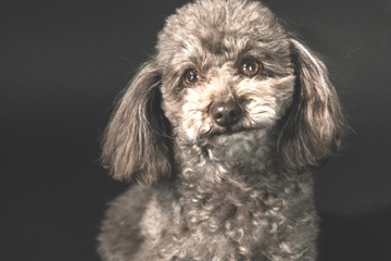 stylish-フォトギャラリー