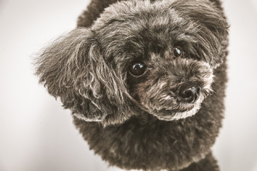 stylish-フォトギャラリー