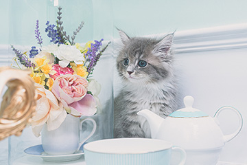 sweet-フォトギャラリー