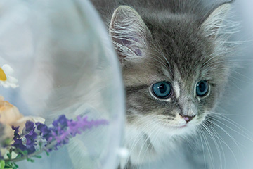 sweet-フォトギャラリー