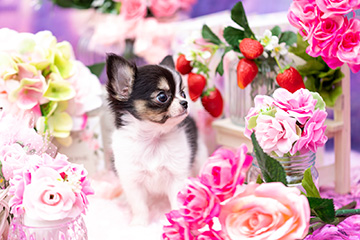 sweet-フォトギャラリー