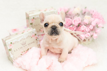 sweet-フォトギャラリー