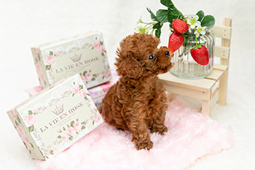 sweet-フォトギャラリー