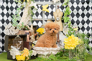 sweet-フォトギャラリー