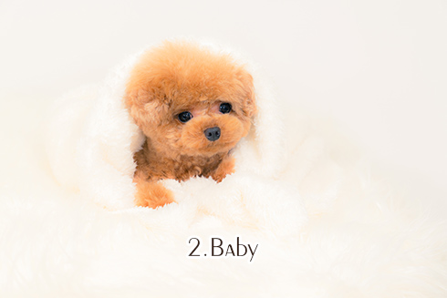 2.Baby