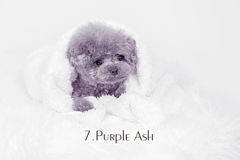 7.Purple Ash