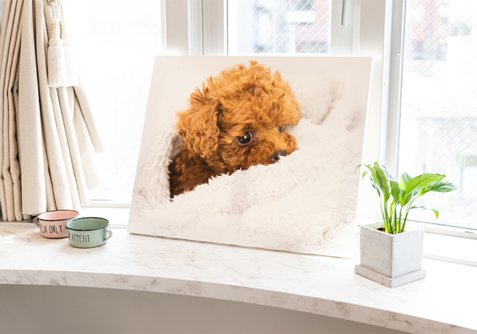 撮影プラン「オプション」イメージ